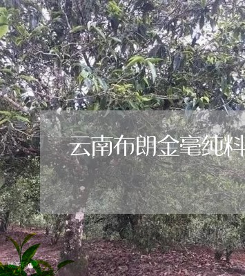 云南布朗金毫纯料熟茶/2023092219583