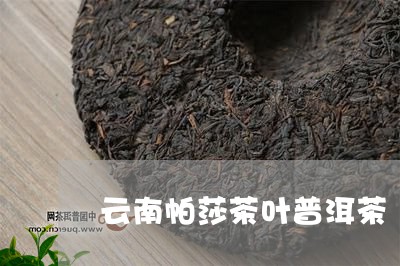 云南帕莎茶叶普洱茶/2023100642325