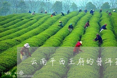 云南平西王府的普洱茶/2023092860383