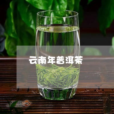 云南年普洱茶/2023042709994