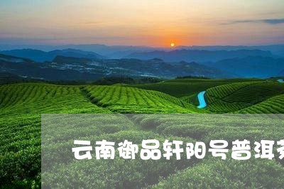 云南御品轩阳号普洱茶/2023092702725