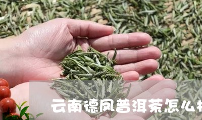 云南德凤普洱茶怎么样/2023092996150