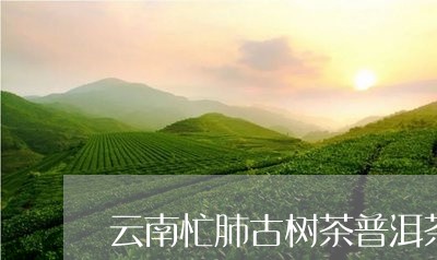 云南忙肺古树茶普洱茶/2023062346137