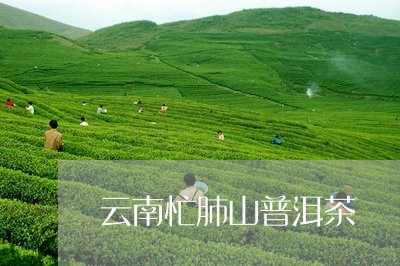 云南忙肺山普洱茶/2023110591573