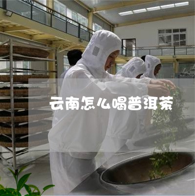 云南怎么喝普洱茶/2023120426471