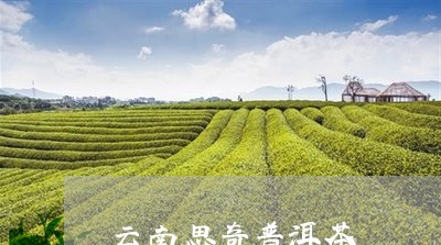 云南思奇普洱茶/2023102696572