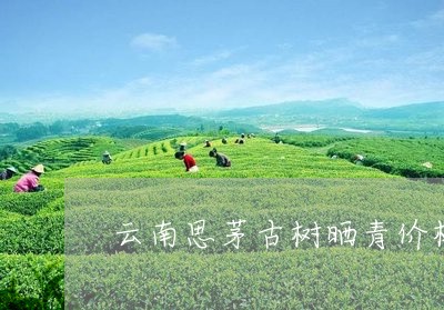 云南思茅古树晒青价格/2023071615126