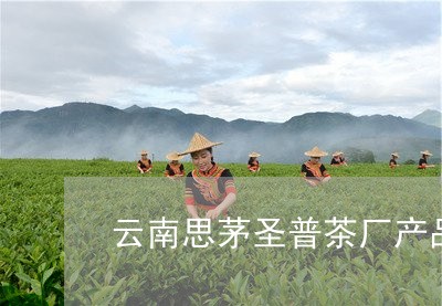 云南思茅圣普茶厂产品/2023071638615