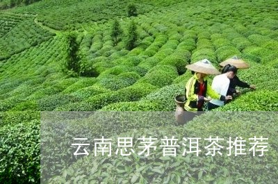 云南思茅普洱茶推荐/2023070804037