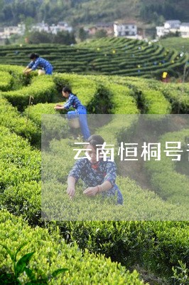 云南恒桐号普洱茶价格/2023092947151