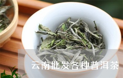 云南批发各种普洱茶/2023082885717