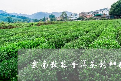 云南散装普洱茶的辨别/2023100832050