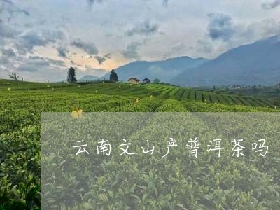 云南文山产普洱茶吗/2023082898270