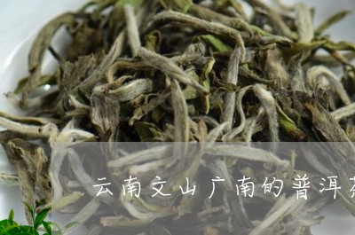 云南文山广南的普洱茶/2023080351616