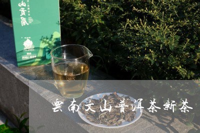 云南文山普洱茶新茶/2023101720483