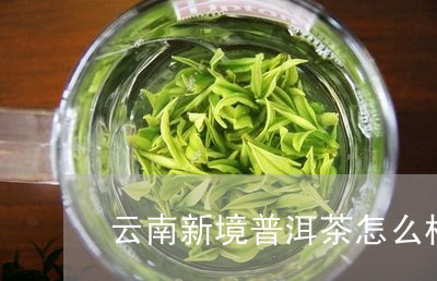 云南新境普洱茶怎么样/2023062162935