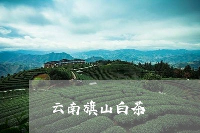 云南旗山白茶/2023051303727