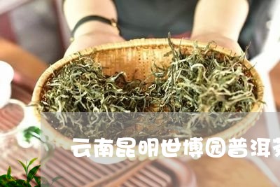 云南昆明世博园普洱茶/2023080137382