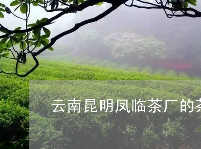 云南昆明凤临茶厂的茶怎么样/2023052639837