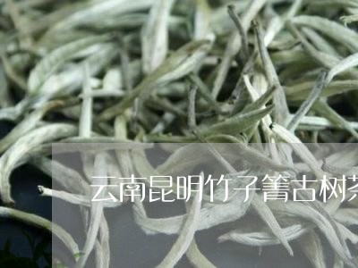 云南昆明竹子箐古树茶/2023092170402