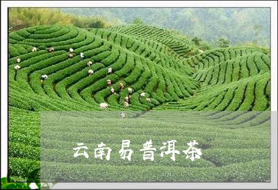 云南易普洱茶/2023042750509