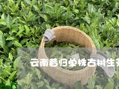 云南昔归单株古树生茶/2023061069482