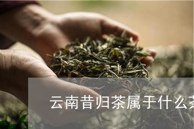 云南昔归茶属于什么茶/2023071690502