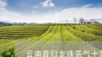 云南昔归龙珠茶气十足/2023092347259