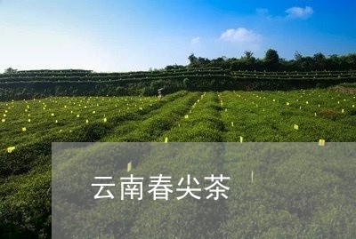 云南春尖茶/2023041762068