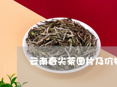 云南春尖茶图片及价格/2023092137140