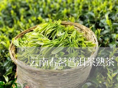 云南春茗普洱茶熟茶/2023081656171