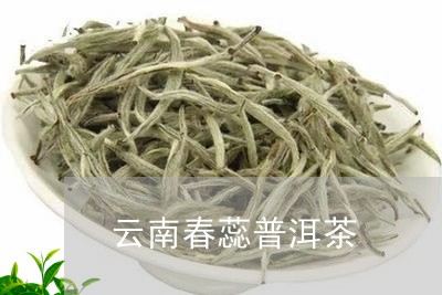 云南春蕊普洱茶/2023102664026