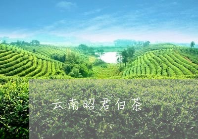 云南昭君白茶/2023051343916