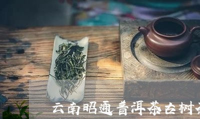 云南昭通普洱茶古树茶/2023120656161