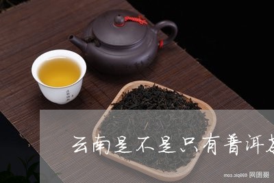 云南是不是只有普洱茶/2023100688371