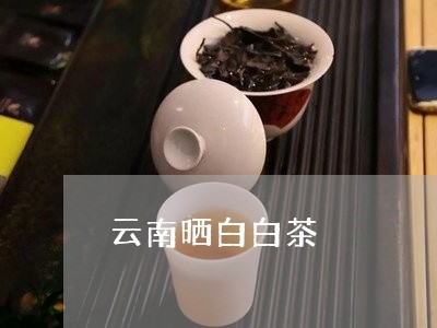 云南晒白白茶/2023051394704