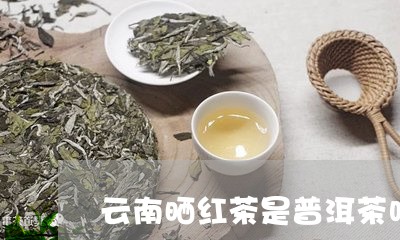 云南晒红茶是普洱茶吗/2023093003038