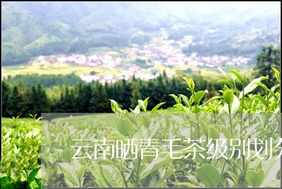 云南晒青毛茶级别划分/2023071635047