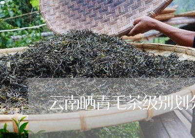 云南晒青毛茶级别划分/2023092185038