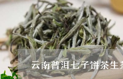 云南普洱七子饼茶生茶/2023092480582