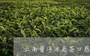 云南普洱冰岛茶口感的特点/2023051042783