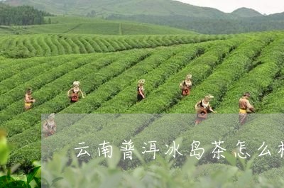 云南普洱冰岛茶怎么样/2023092553037