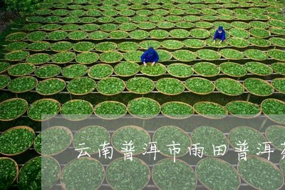 云南普洱市雨田普洱茶/2023062865370