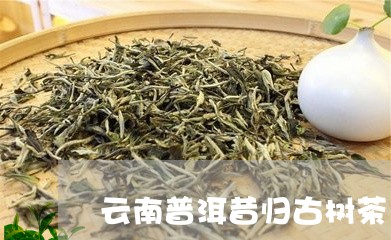 云南普洱昔归古树茶/2023042733927