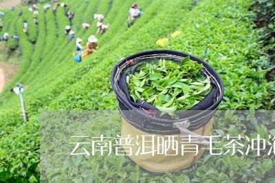 云南普洱晒青毛茶冲泡/2023061393719