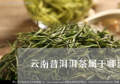 云南普洱洱茶属于哪里/2023092502708