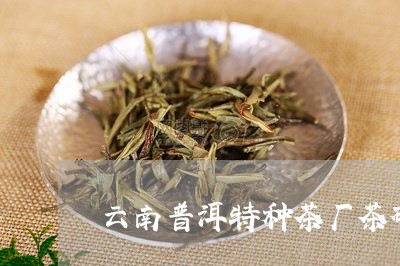 云南普洱特种茶厂茶砖/2023092517482