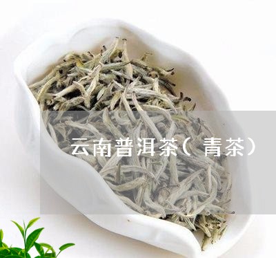 云南普洱茶(青茶)/2023070975948