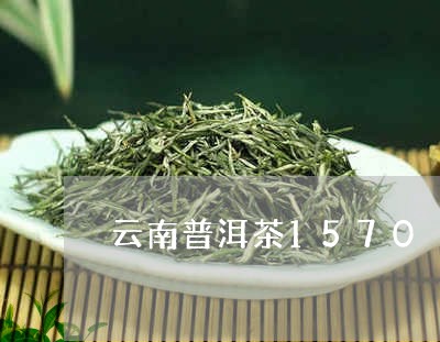 云南普洱茶1570/2023110541692