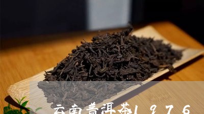 云南普洱茶1976/2023070906259